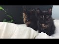 Abandoned Kittens Rescued from Woolsey Fire