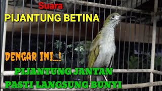 Pijantung betina memanggil jantan/pijantung jantan auto langsung bunyi