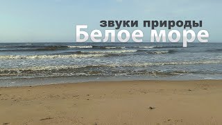 Белое море | Звуки природы
