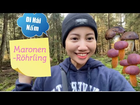 Video: Người mới bắt đầu hái nấm: nấm chanterelle phát triển nhanh như thế nào?