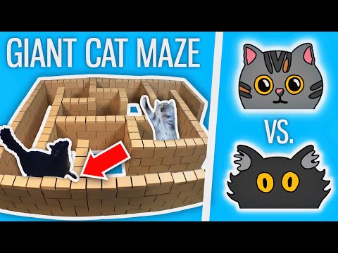 Ralph Vs. Bella - GIANT Cat Maze