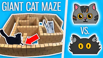 Ralph Vs. Bella - GIANT Cat Maze