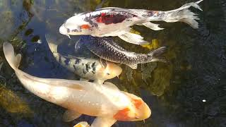 Koi Ponds in Ice Cold Canada
