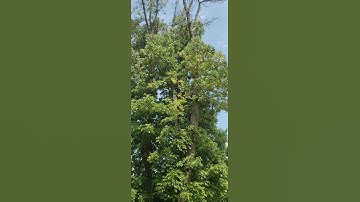 Thumbnail of Ash Trees Needed More Juice