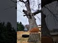 How To Cut Down A Tree Safely Housemusic House Techno How To Cut Down A Tree Safely Housemusic House Techno