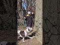 walk in the park #dog #dogs #dogshorts #puppy #bully #pitbull #bulldog #pittie #achilles #k9 #dogo