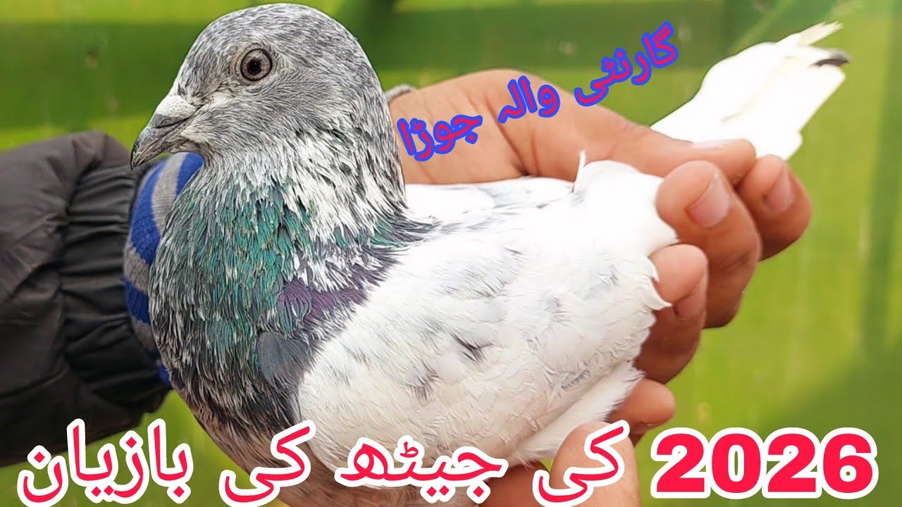 Golden Teddy Tasveer wali Madian || 03234639084 || Jani Jutt Pigeons.