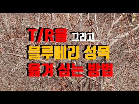 T/R율과 블루베리 성목 옮겨 심는 방법