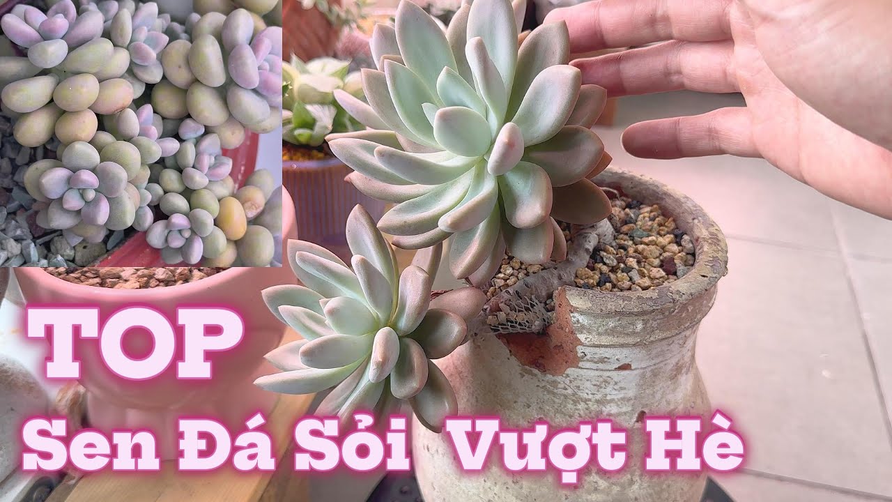 TOP Sen Đá Sỏi chịu nắng gắt | dễ trồng dễ chăm sóc cho mùa hè Nóng bỏng #succulent