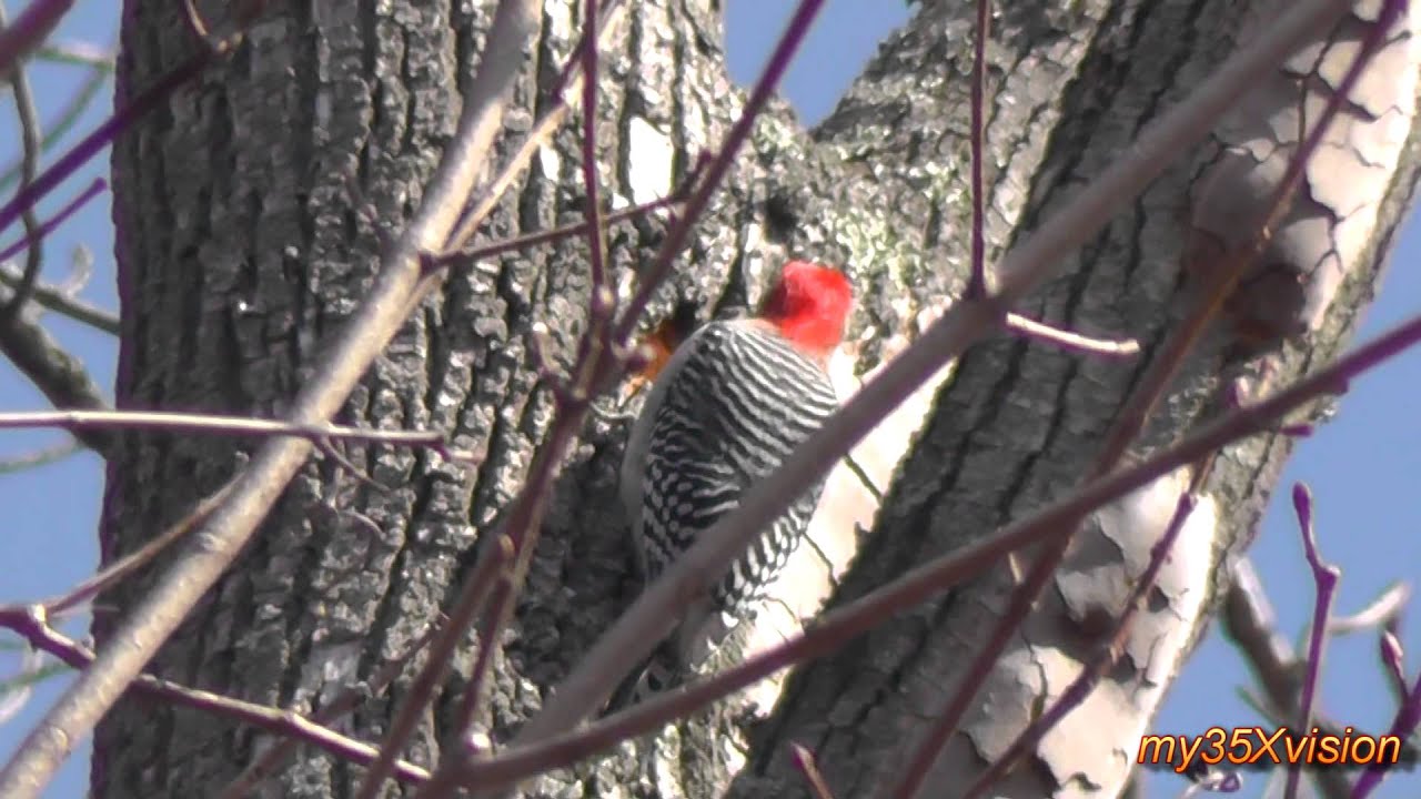Red-bellied Woodpecker building Nest and Calling ~ Fix "yt:stretch=16:9"