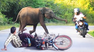 The little elephant tries to attack the vehicles and asks for food from the vehicles..