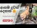 මං කැමතිම දවස් 🤗ඇවිත් බලන්න ආස හිතෙයි 🤩🫢 #shineygirl #goldenretriever #doglover #trendingshorts 😱