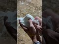 تبريد المويه بالبر بدون ثلاجه