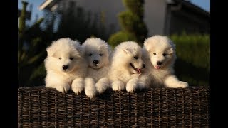 O'tara Litter ~ 8 weeks old Samoyeds by Savko Memories Kennel 7,731 views 5 years ago 2 minutes, 23 seconds