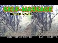 Wild Moves: Animals Massaging in the Forest || Forest Guard