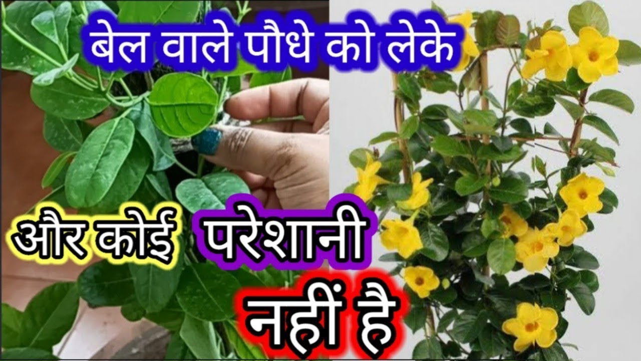 🔴बेल वाले पौधे को लेके और कोई परेशानी नहीं है | How to grow vine plant in pot