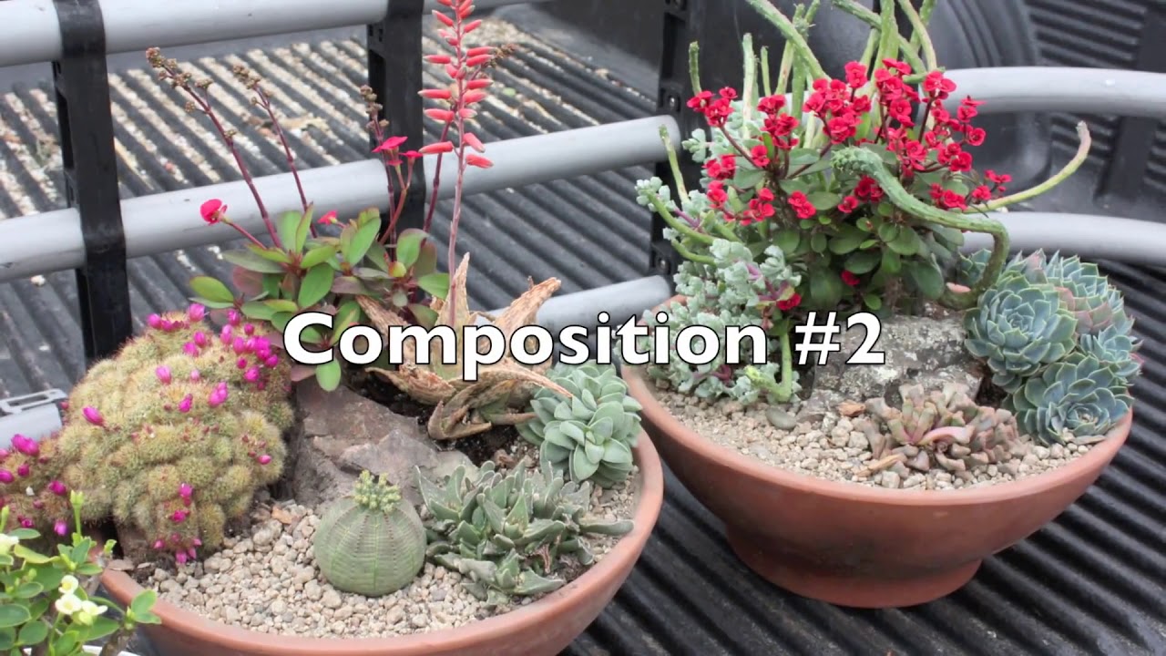 Cara Berkebun Membuat Taman  Kaktus  Mini Dalam Pot  YouTube