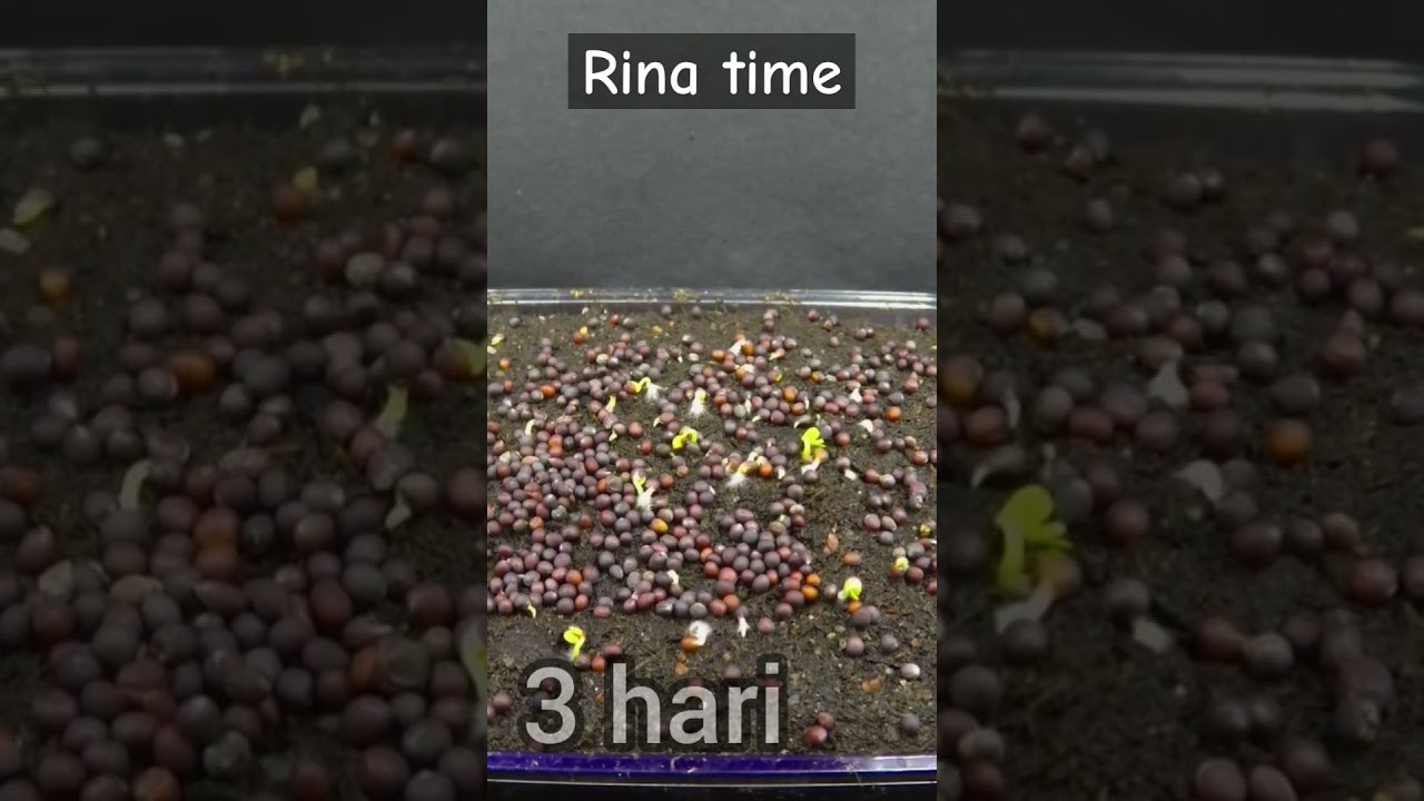 time lapse benih brokoli 