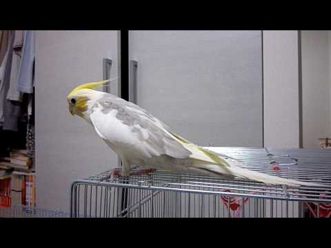 関西G1ファンファーレ