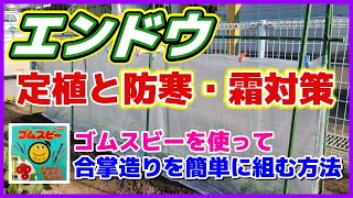 エンドウの定植と防寒対策／合掌造りを簡単に組む方法　ゴムスビーの使い方／実エンドウ／グリーンピース／久留米豊／霜対策／冬の保温対策／合掌造りの組み方・仕方／スナップエンドウ／家庭菜園