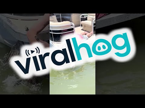 Florida Men Rescue Pelican || ViralHog