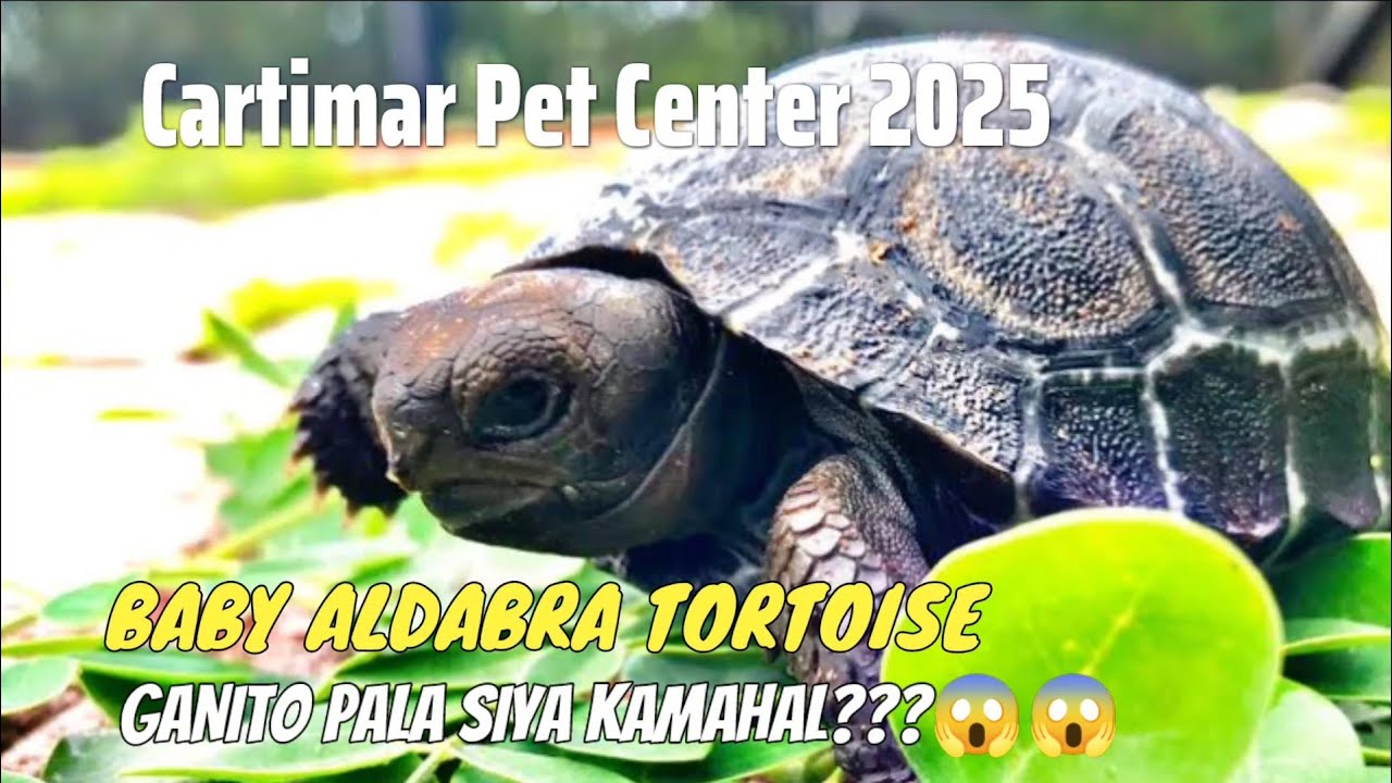 GANITO PALA ANG PRESYO NG ALDABRA AT SULCATA TORTOISE | CARTIMAR PET CENTER