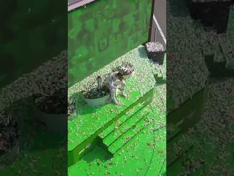 Story Of Pierre Gasy Shorts 