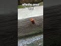 cockroachjantaparty #cockroachjantparty #cjp #india #cockroach #proest #coackroachjantapartyprotest