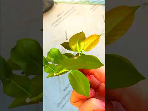 Video: Rooting Dipladenia-planter: Dyrking av en Dipladenia-vinstokk fra stiklinger