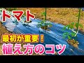 【トマト栽培】トマトの育て方は最初が肝心！コレやるだけで圧倒的に差がつきます！（肥料選定・畝作り・植え付け方法）