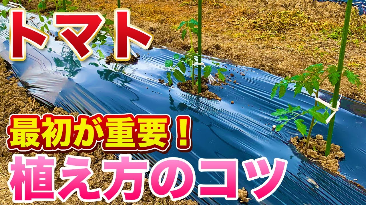 【トマト栽培】トマトの育て方は最初が肝心！コレやるだけで圧倒的に差がつきます！（肥料選定・畝作り・植え付け方法）