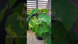 I cut this tree right down to the base… here’s why 🌿 #gardening #garden