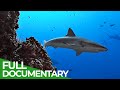 Underwater volcanoes  oases of the sea  free documentary nature