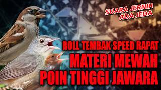 Masteran Emas Suara Pikat Cigun Prenjak Tir Gereja Tarung