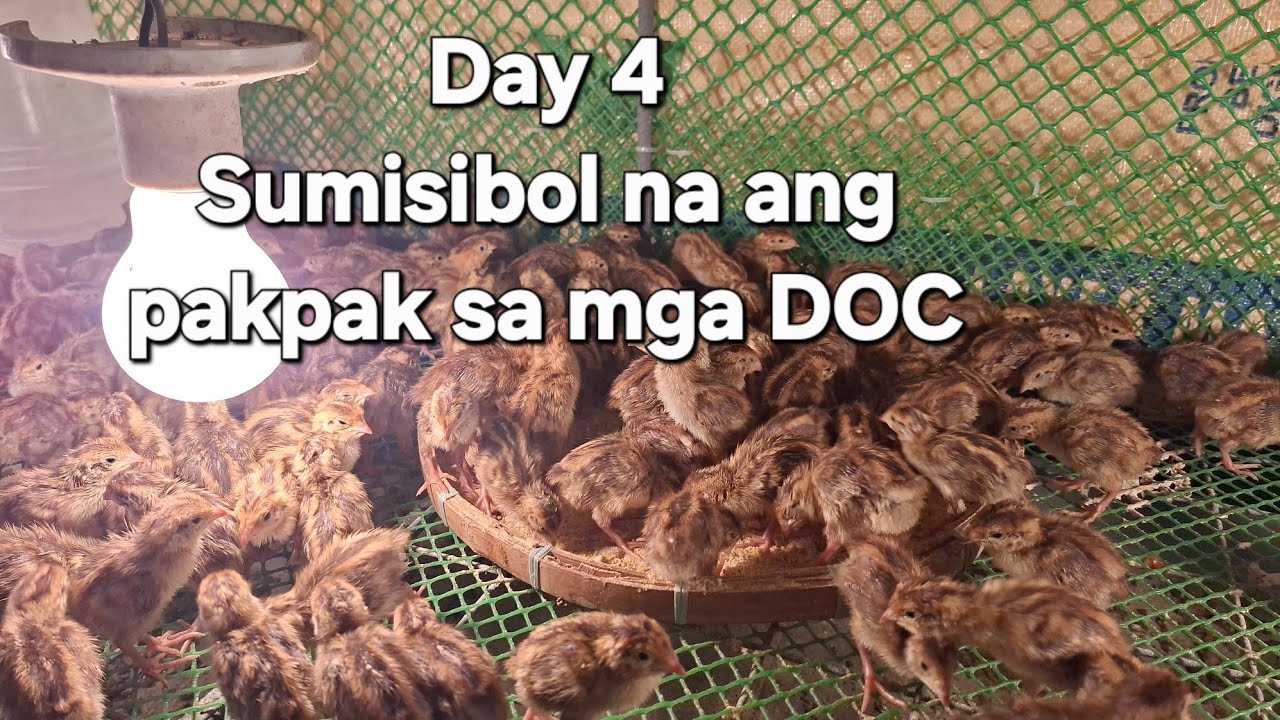 Quail Farming | Day 4 | Tips sa Pagpapalaki ng DOC Quails | Guide to Quail Farming