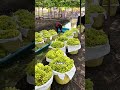 Thailand’s Floating Vineyard: Farming Grapes with Boats