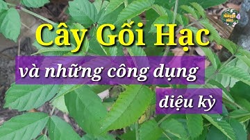 Tác dụng cây Gối Hạc và một số bài thuốc chữa bệnh | Cách điều trị xương khớp| Hằng Lê HG85