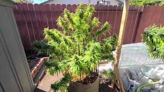 Papa's Cannabis Garden