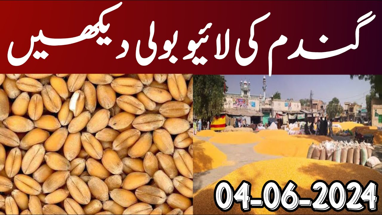 Wheat price today in Pakistan 2024 | Wheat price today in punjab ...