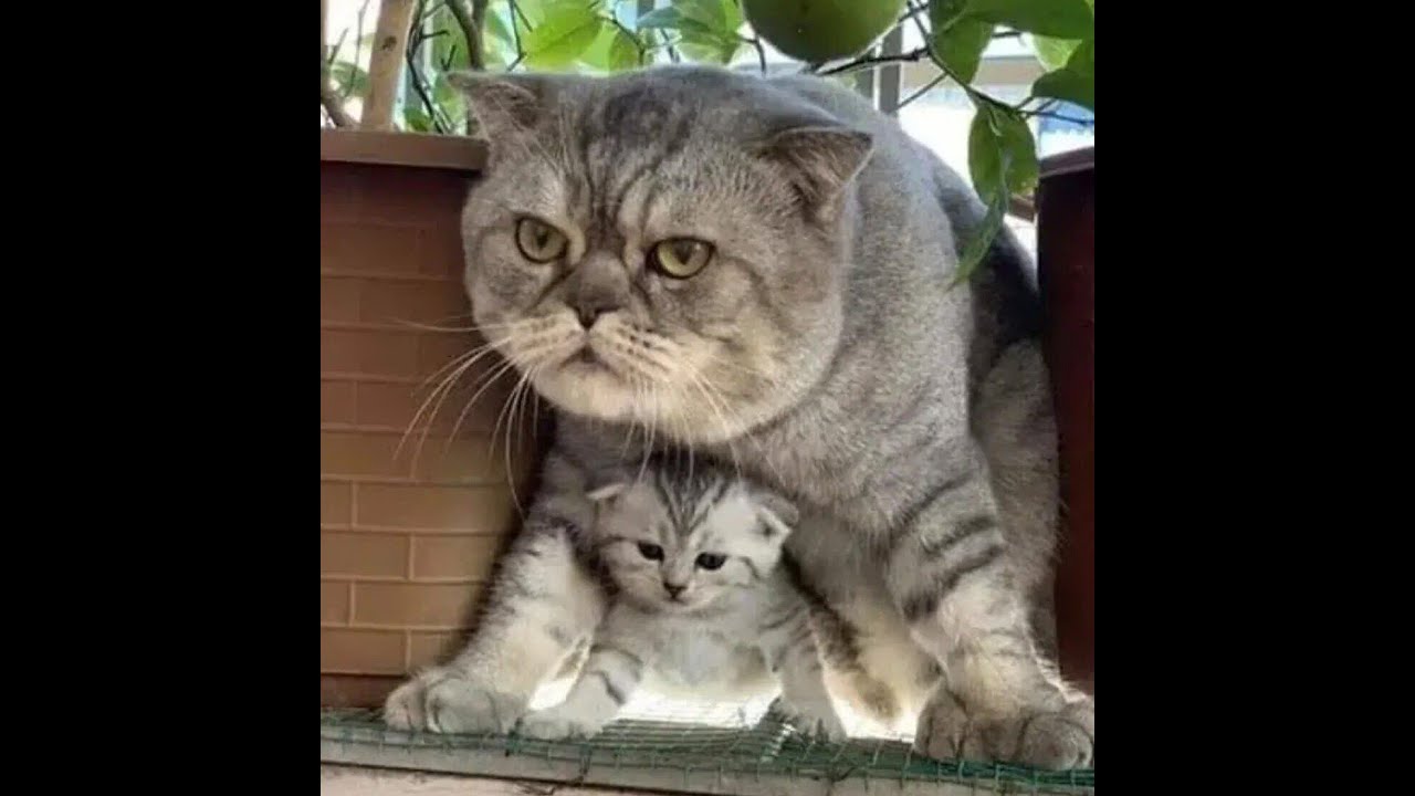 😺 Только попробуй обидеть! 🐈 Видео смешных котов, котят и собак! 😻