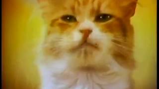 1970s Friskies Buffet Cat Food Classic Commercial