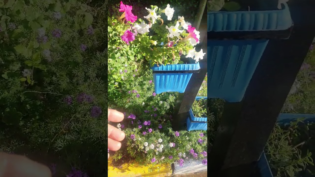 المينا الفربينيا الزاحفة من اجمل الزهور الموسمية العطرية ⚘️ جنتي حديقتي⚘️