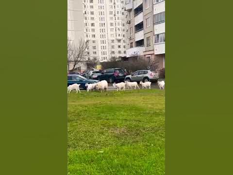 Москва!) Бутово) Ничего необычного, козы на прогулке)) #russia #moscow ...