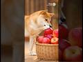 りんごを大好きな、しば犬びわちゃん🍎🍎