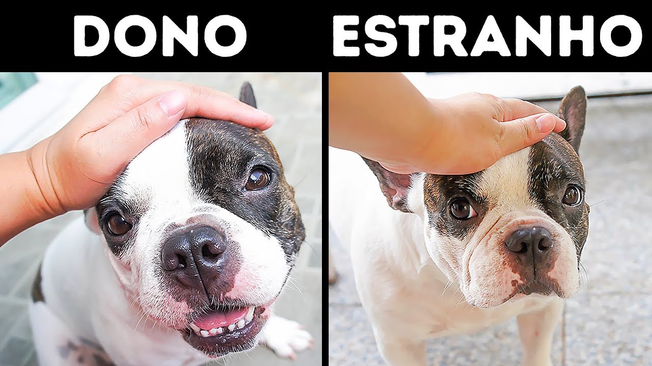 12 Coisas Que Você Faz Que Entristecem Seu Cachorro