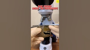 Raw Shrimp under the microscope | TULO - Microscope #shorts #shrimp #bacterias