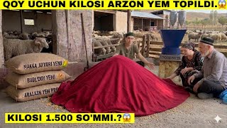 Endi Xamma Shu Yemda Boqadimi.?😱 Qoy Boqish Arzonlashdi.
