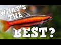 The Best Fish For Every Sized Aquarium 5 Gallon - 150 Gallon