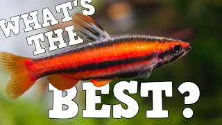 The Best Fish For Every Sized Aquarium 5 Gallon  150 Gallon