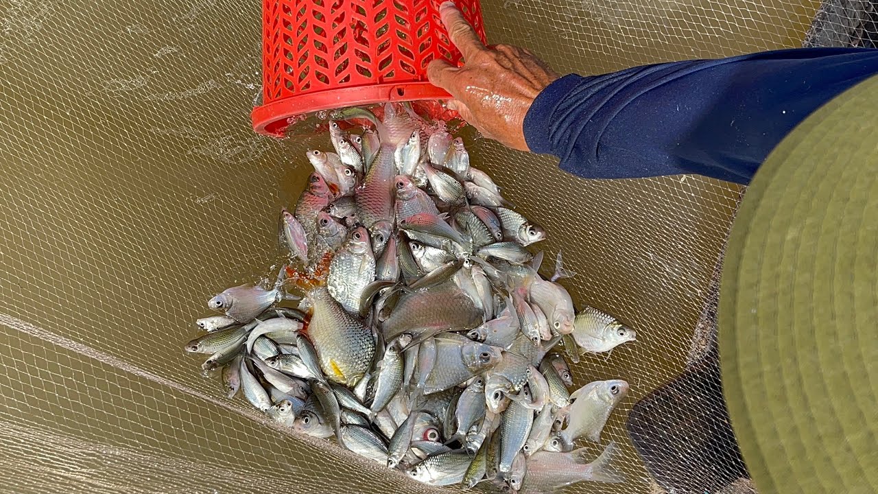 Một Ngày Theo Ba Xúc Cá Và Cái Kết. Trúng Đậm Luôn..! 